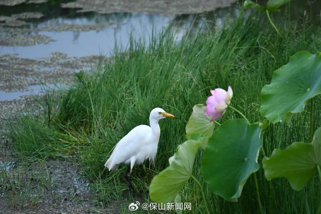 保山新闻网