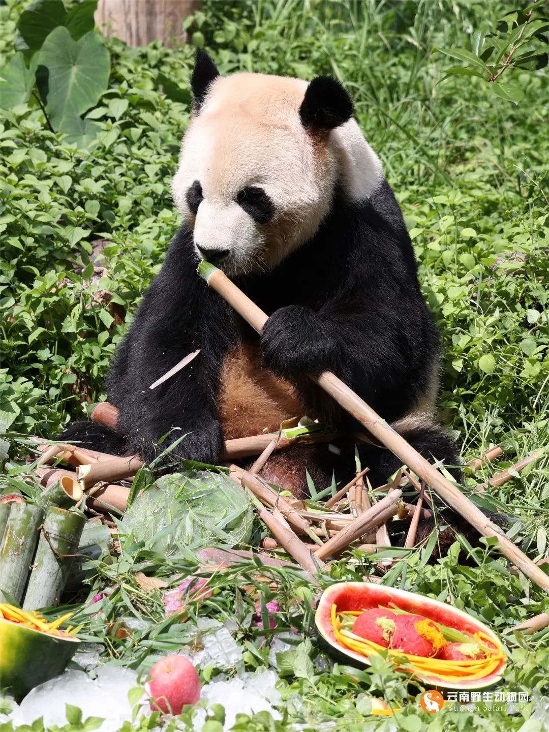 云南野生动物园