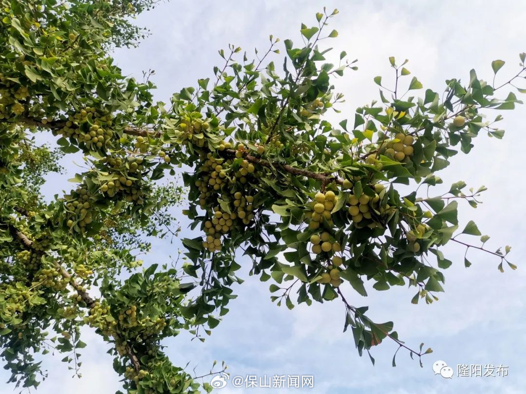 保山新闻网
