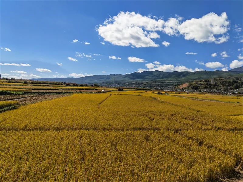 丽江日报