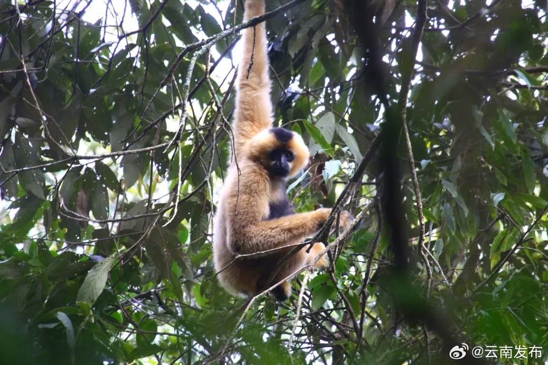 来玉溪新平，和这群“树冠精灵”比比谁的手更长