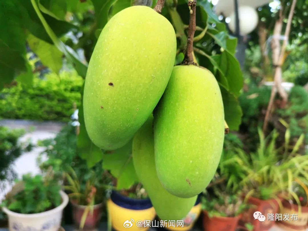 保山新闻网