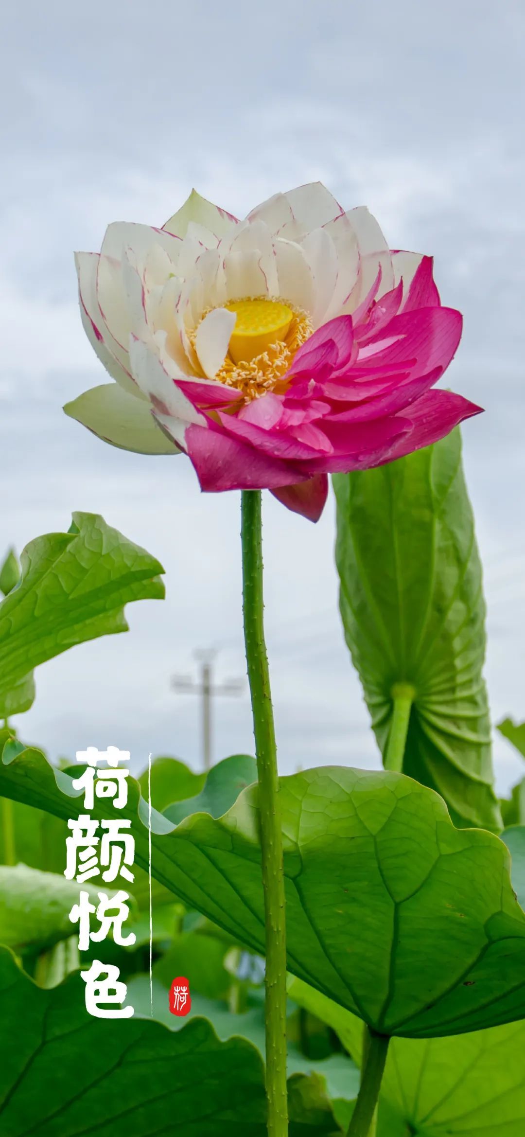 云南省文化和旅游厅