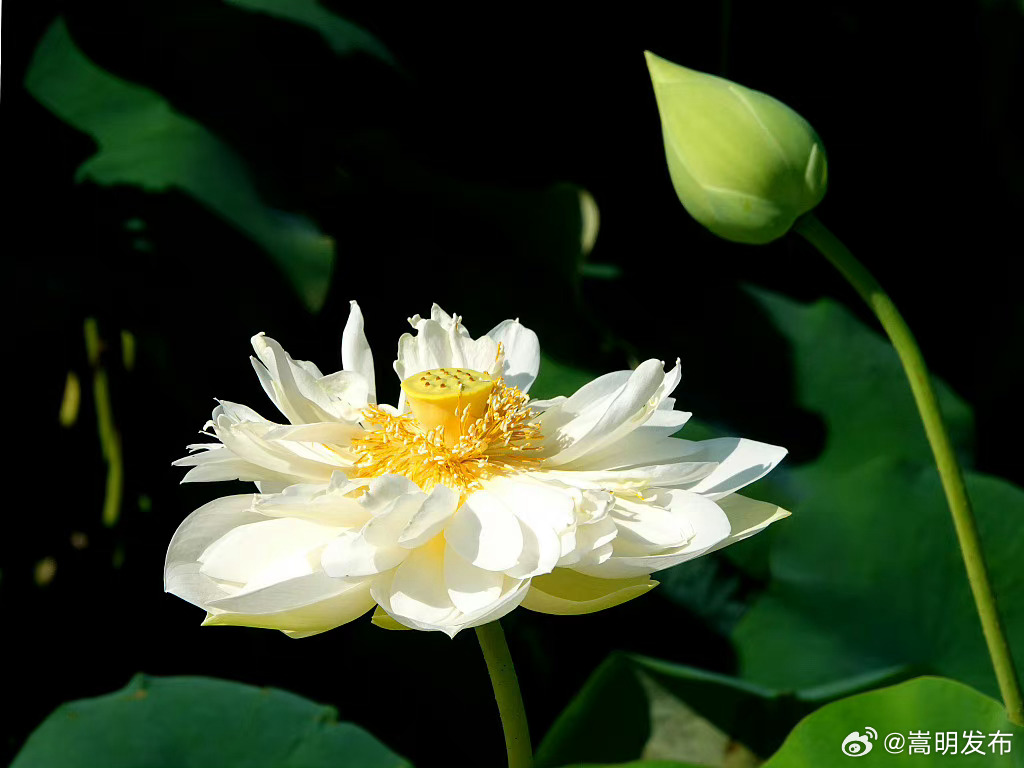 嵩明发布