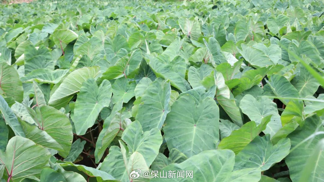 保山新闻网