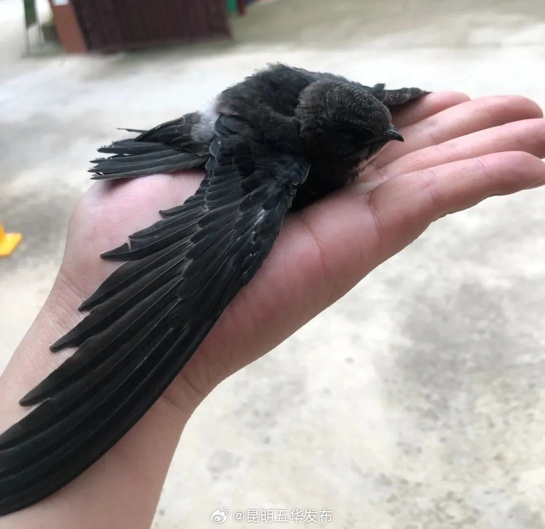 昆明五华发布