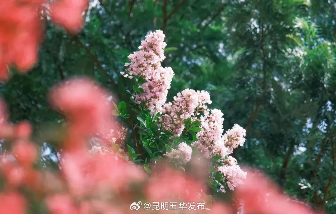 昆明五华发布