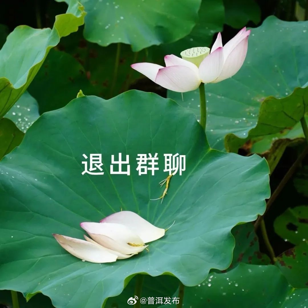 普洱发布