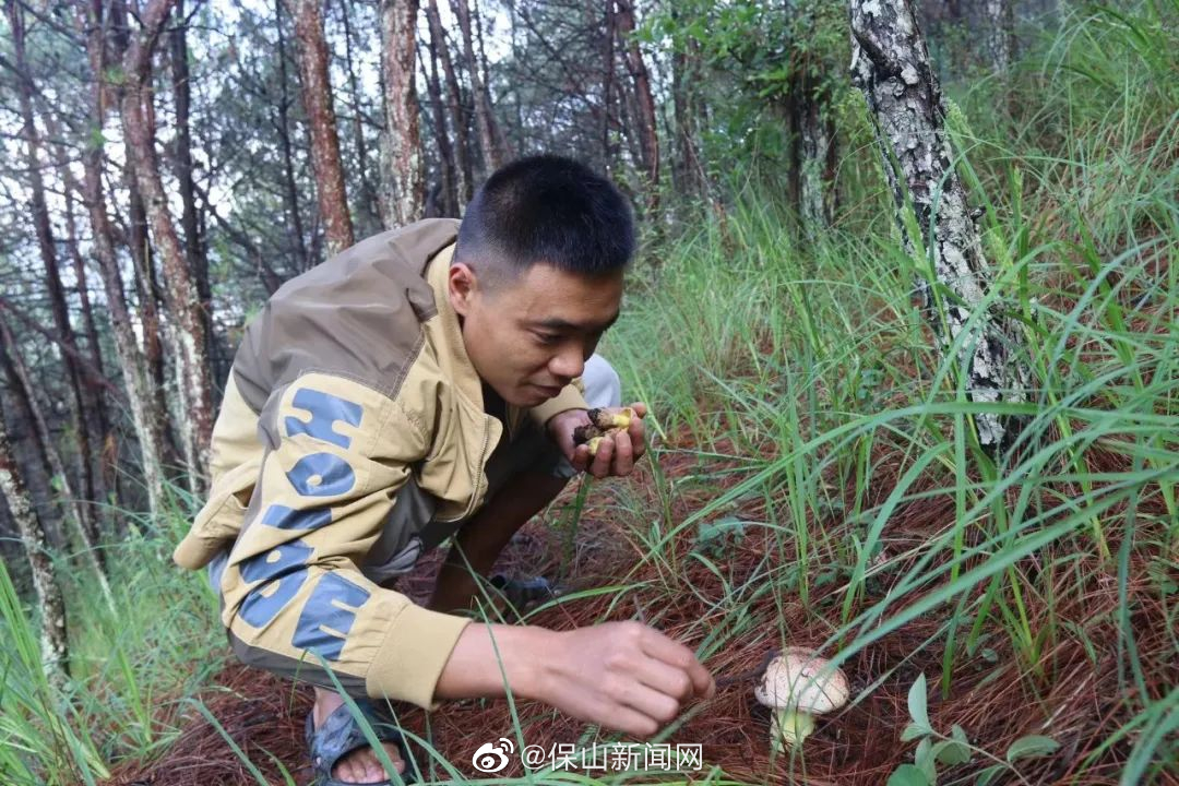 粉菌上市 施甸人“捡”菌子的快乐又回来了