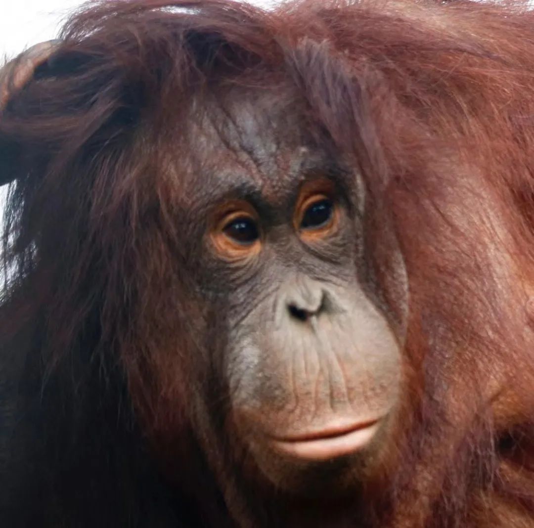 云南野生动物园