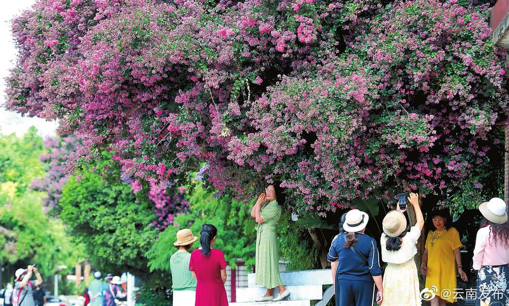 昆明：赏花打卡 邂逅浪漫
