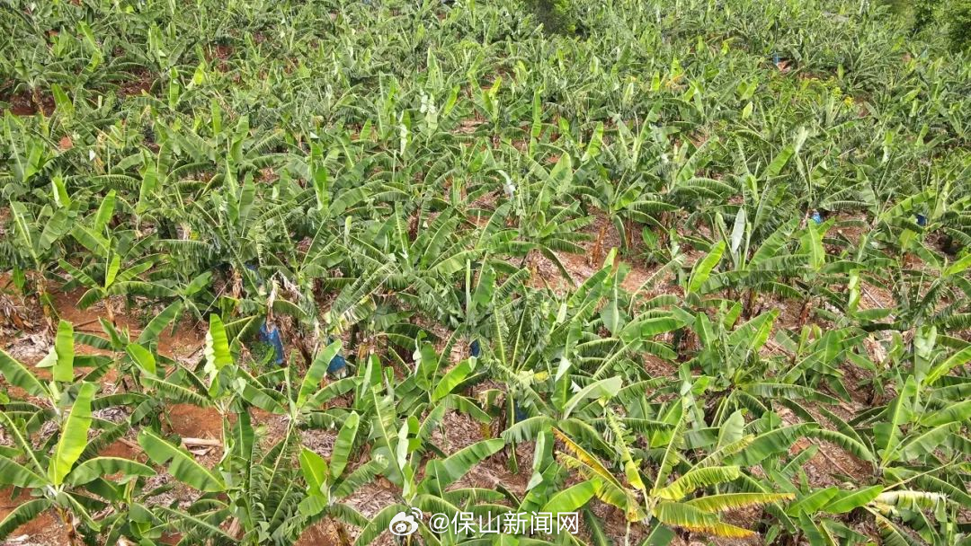 保山新闻网