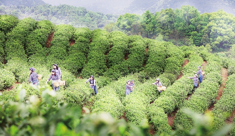 云南省文化和旅游厅