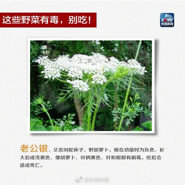 掌上春城微信