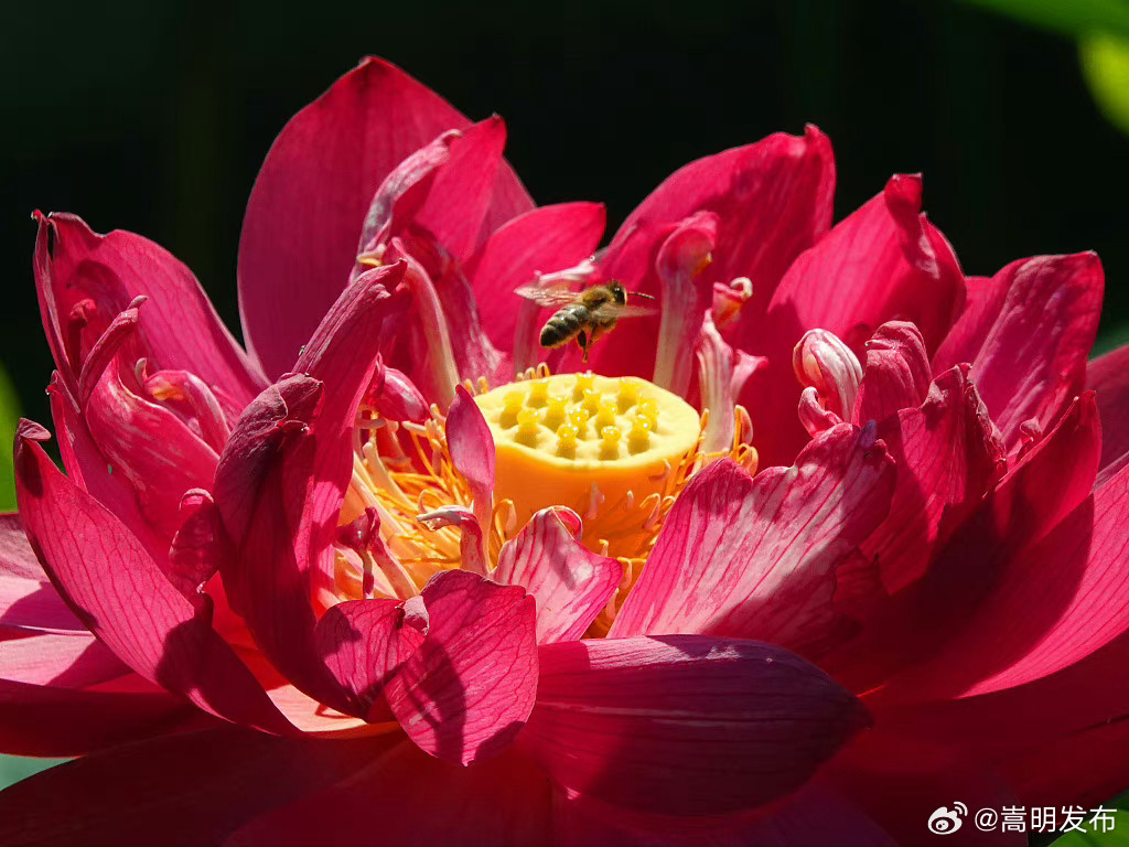 嵩明发布