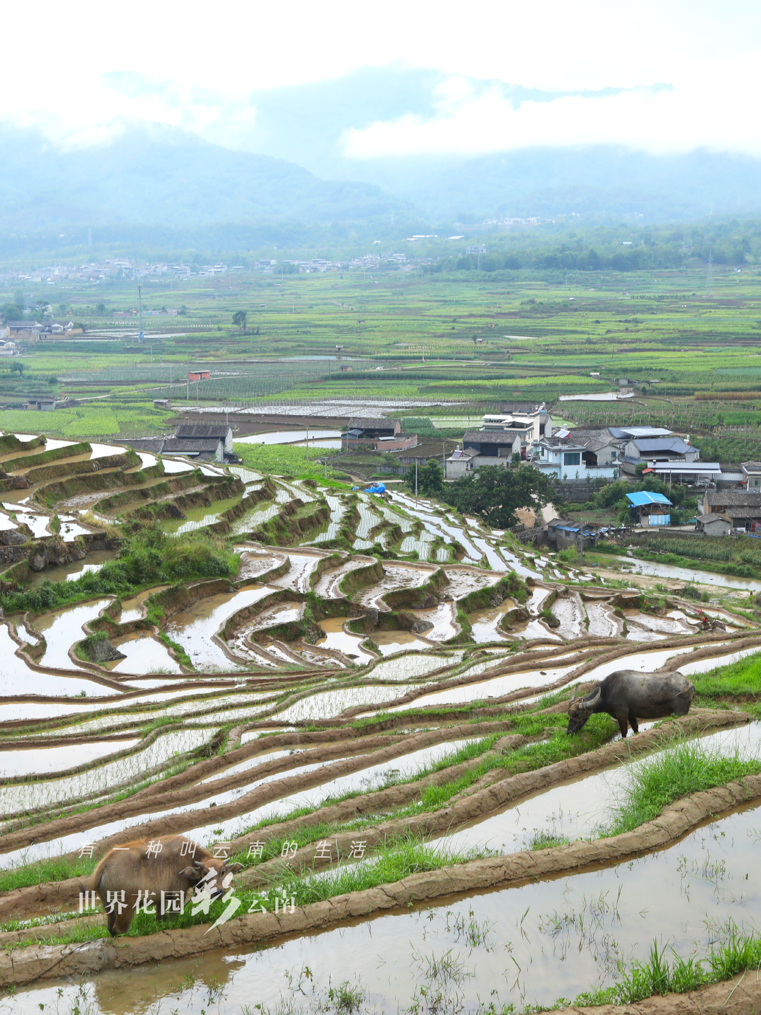 云南省文化和旅游厅