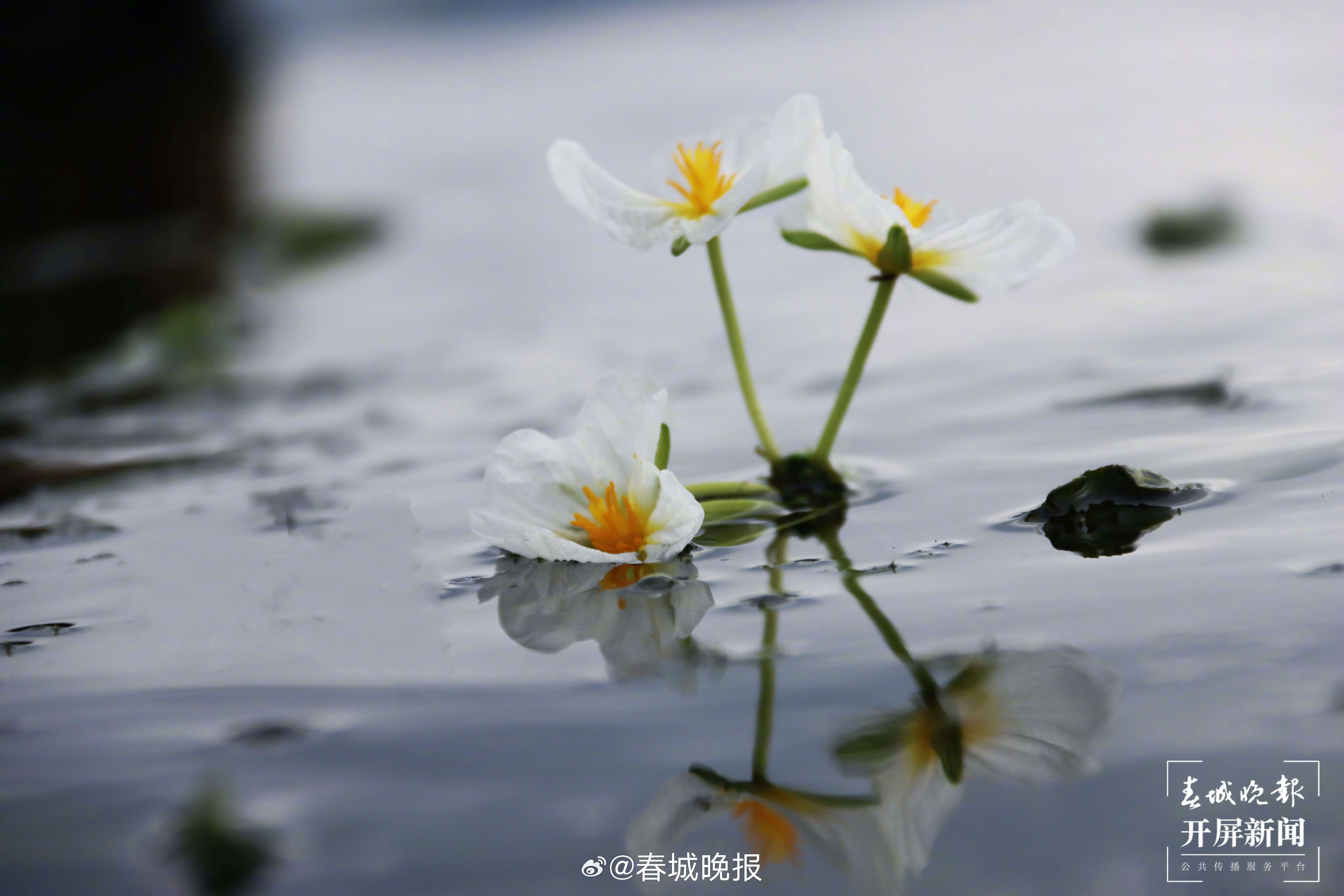 春城晚报