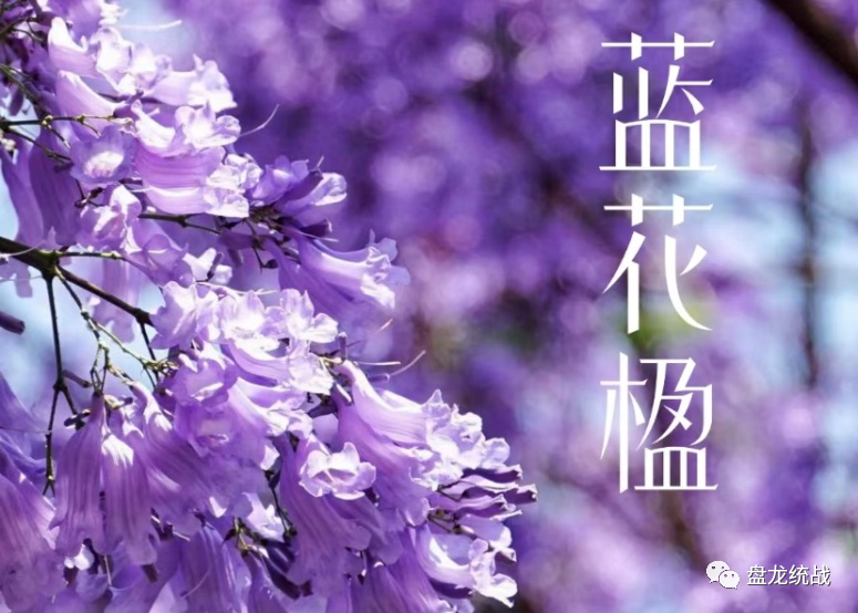 盘龙统战