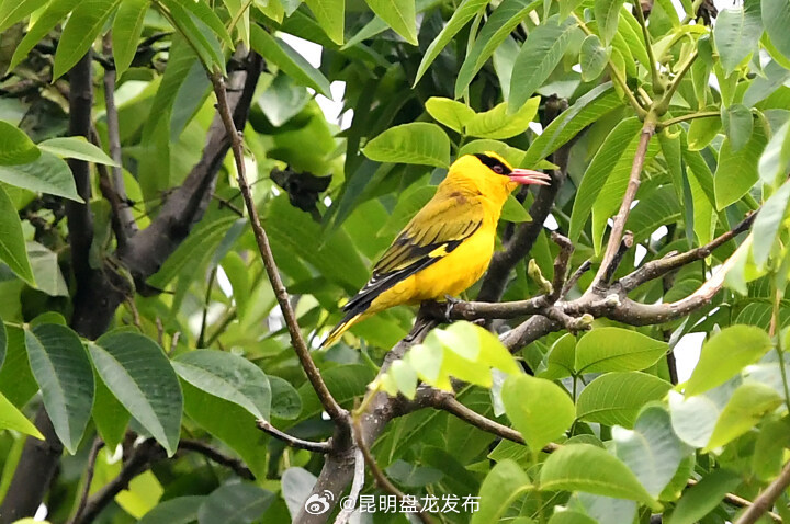 昆明盘龙发布