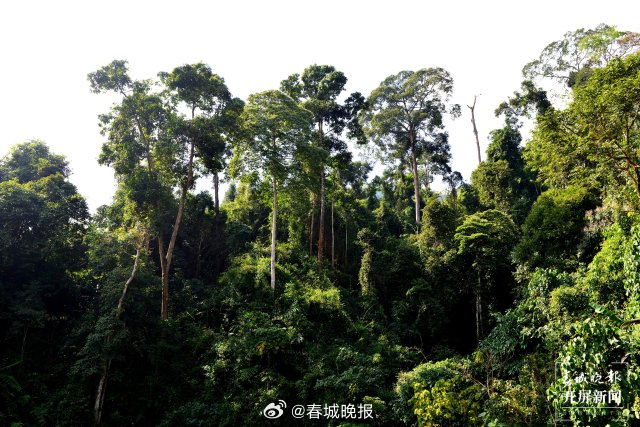 山水家园 甜蜜屏边｜打造生物多样性保护“新样本”