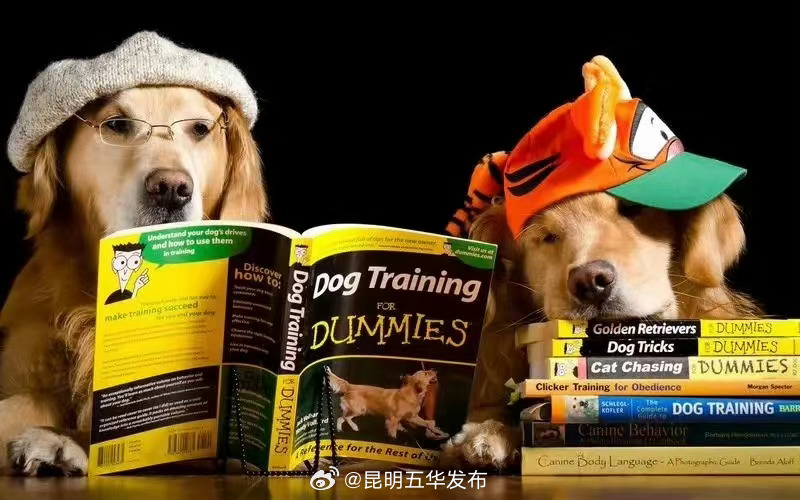 养狗的理由又增加了！狗狗的陪伴可提升儿童阅读能力