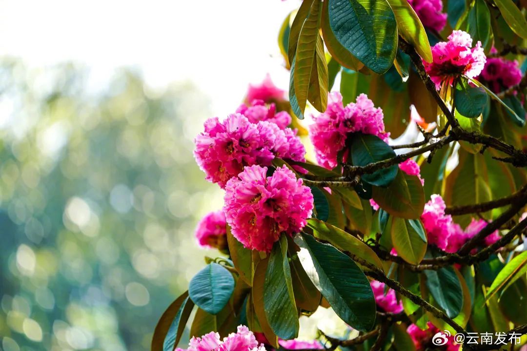 云南这个物种仅在高黎贡山分布