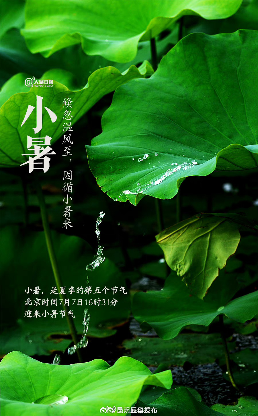 今日，小暑