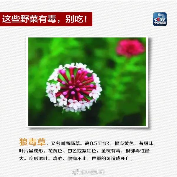 掌上春城微信