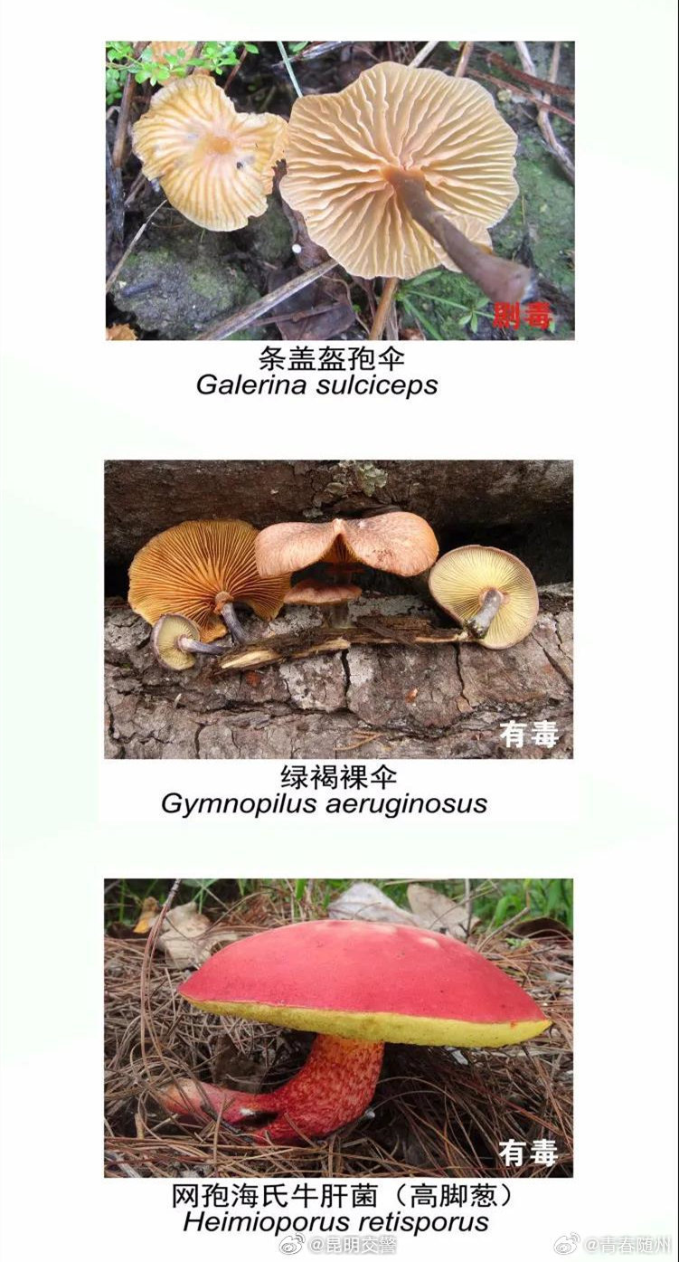 昆明交警