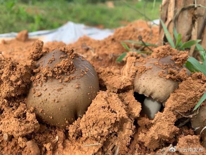 楚雄南华：又到鸡枞拱土时！