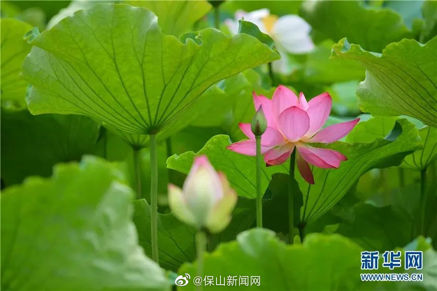 保山新闻网