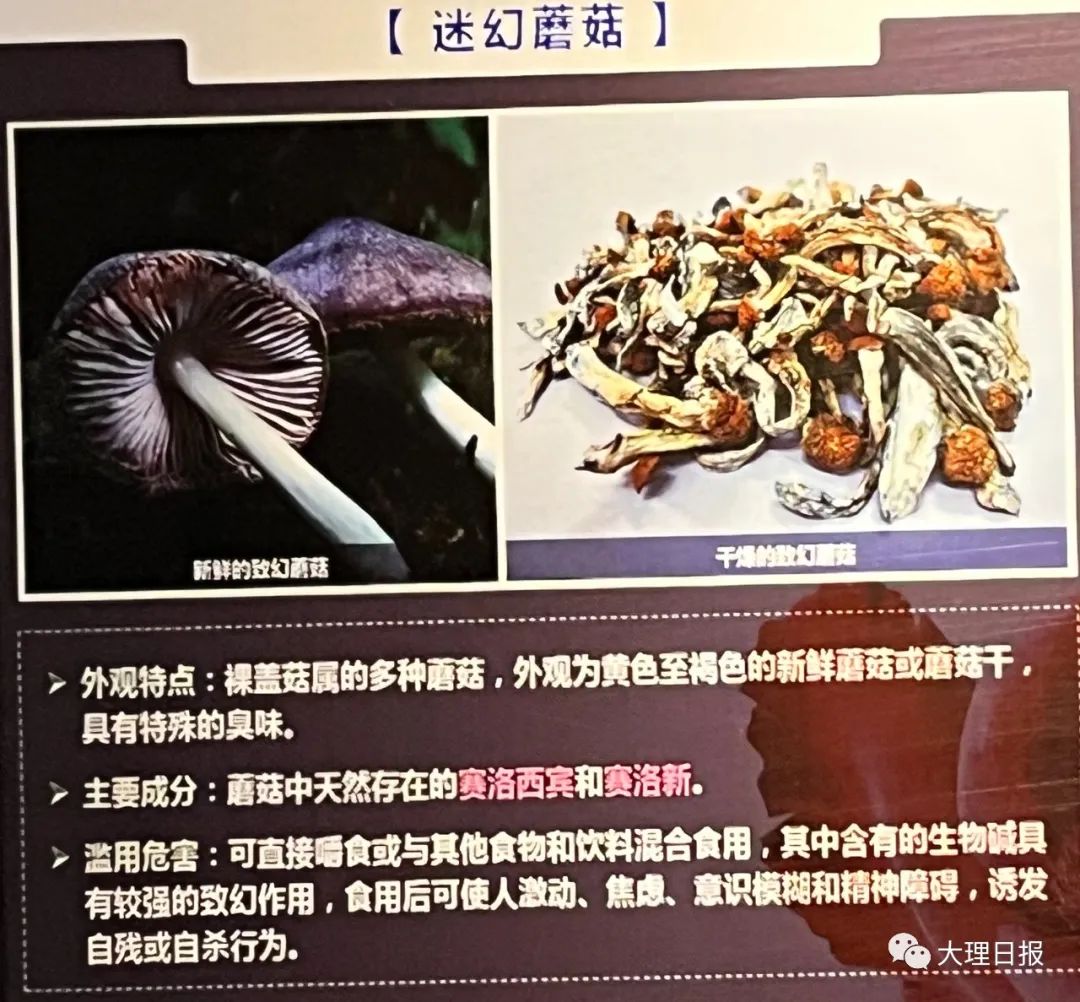 大理日报