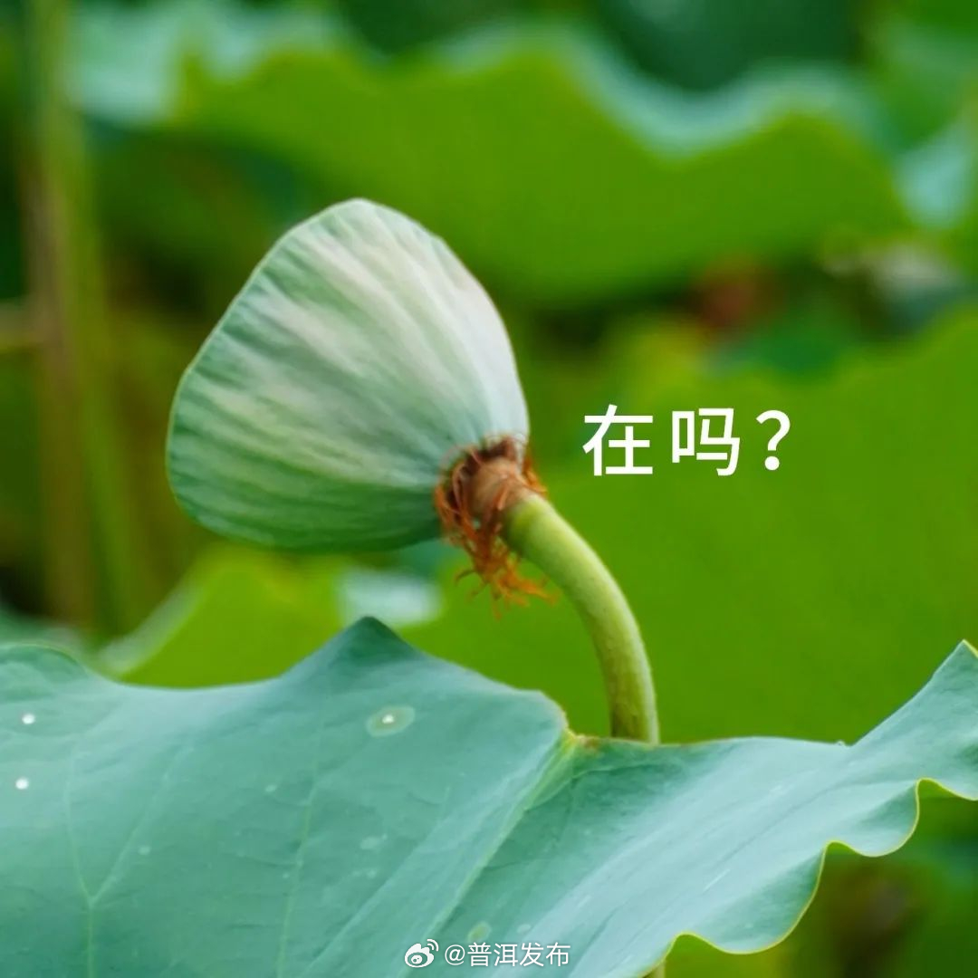 普洱发布