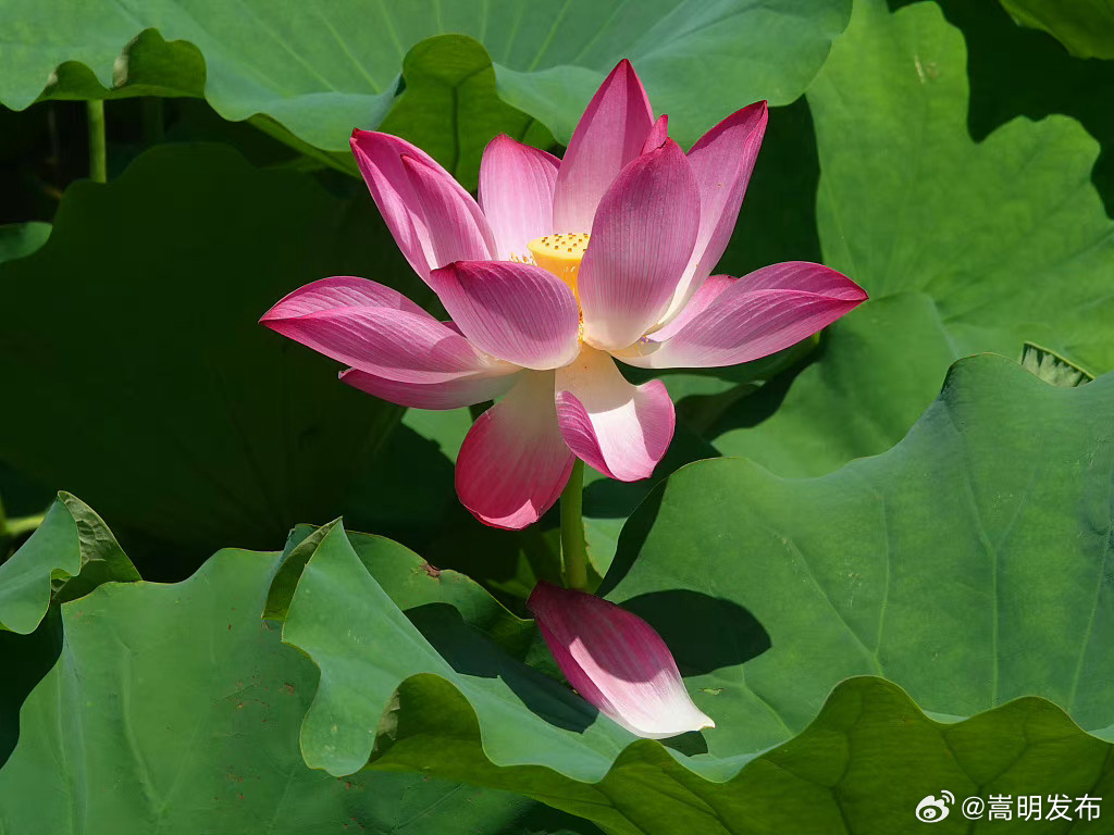 嵩明发布