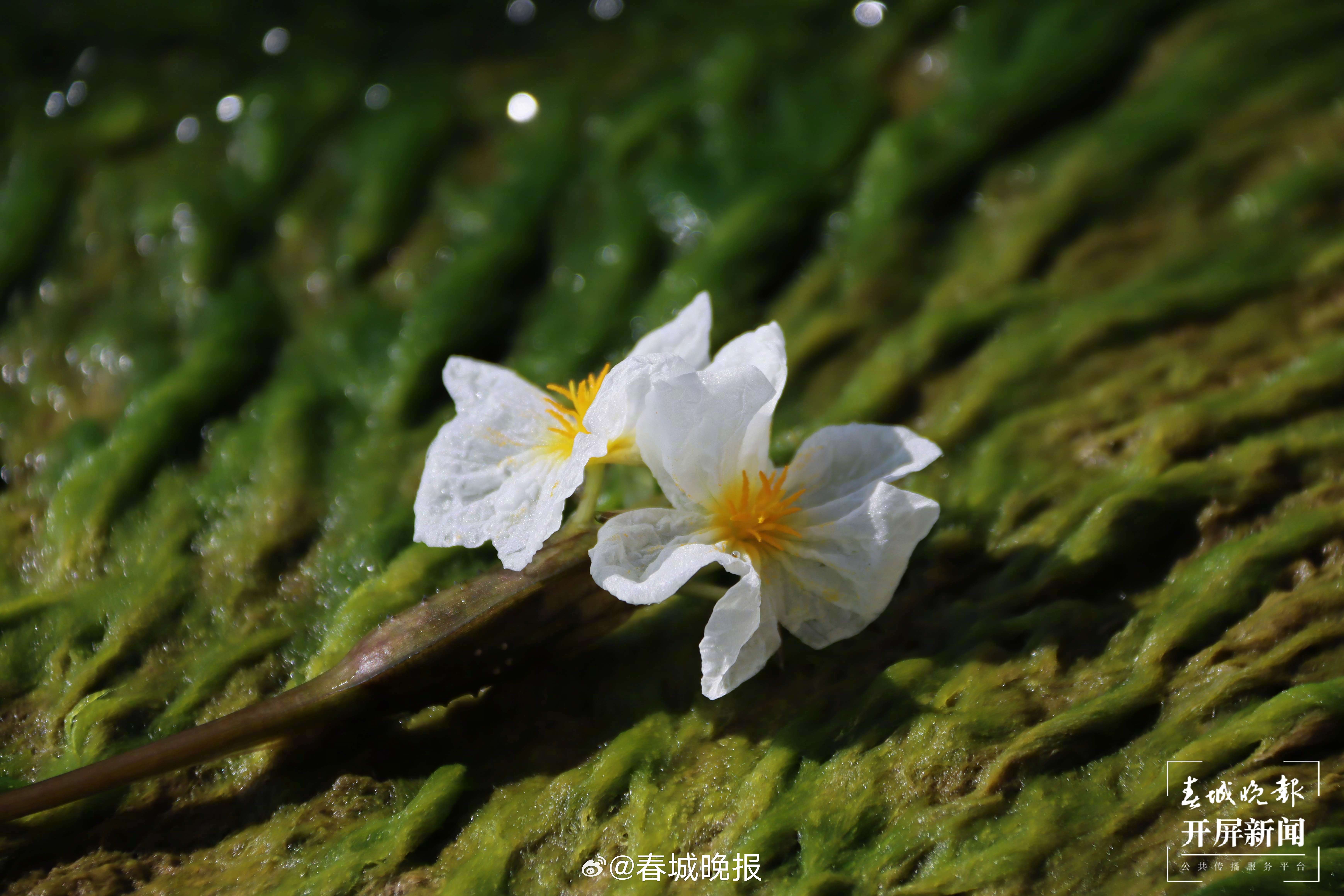 春城晚报