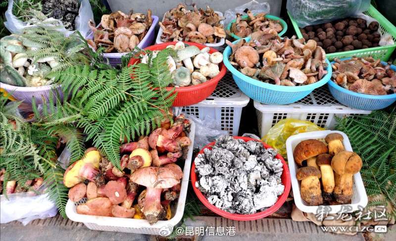 昆明信息港微博