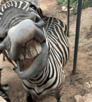 云南野生动物园