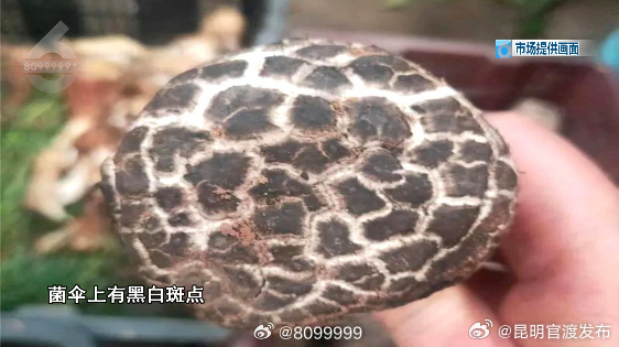 有毒野生菌进入木水花，下场是……