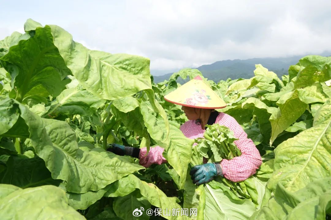 保山新闻网