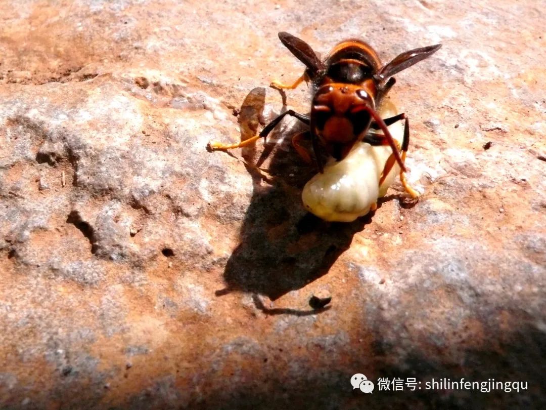 石林融媒