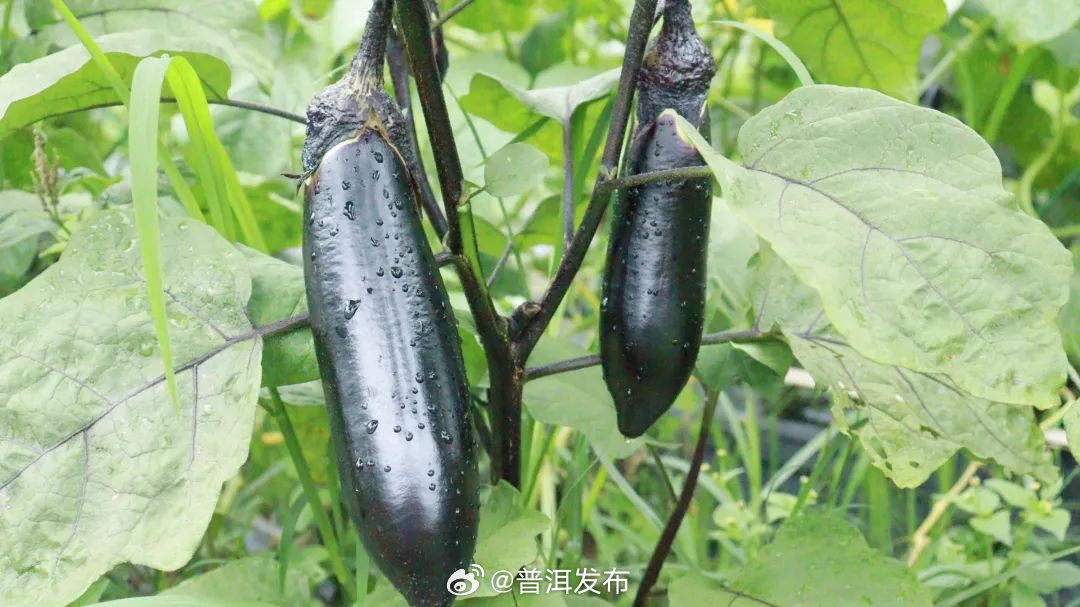 普洱发布