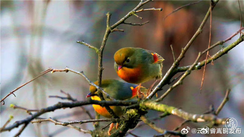 嵩明发布