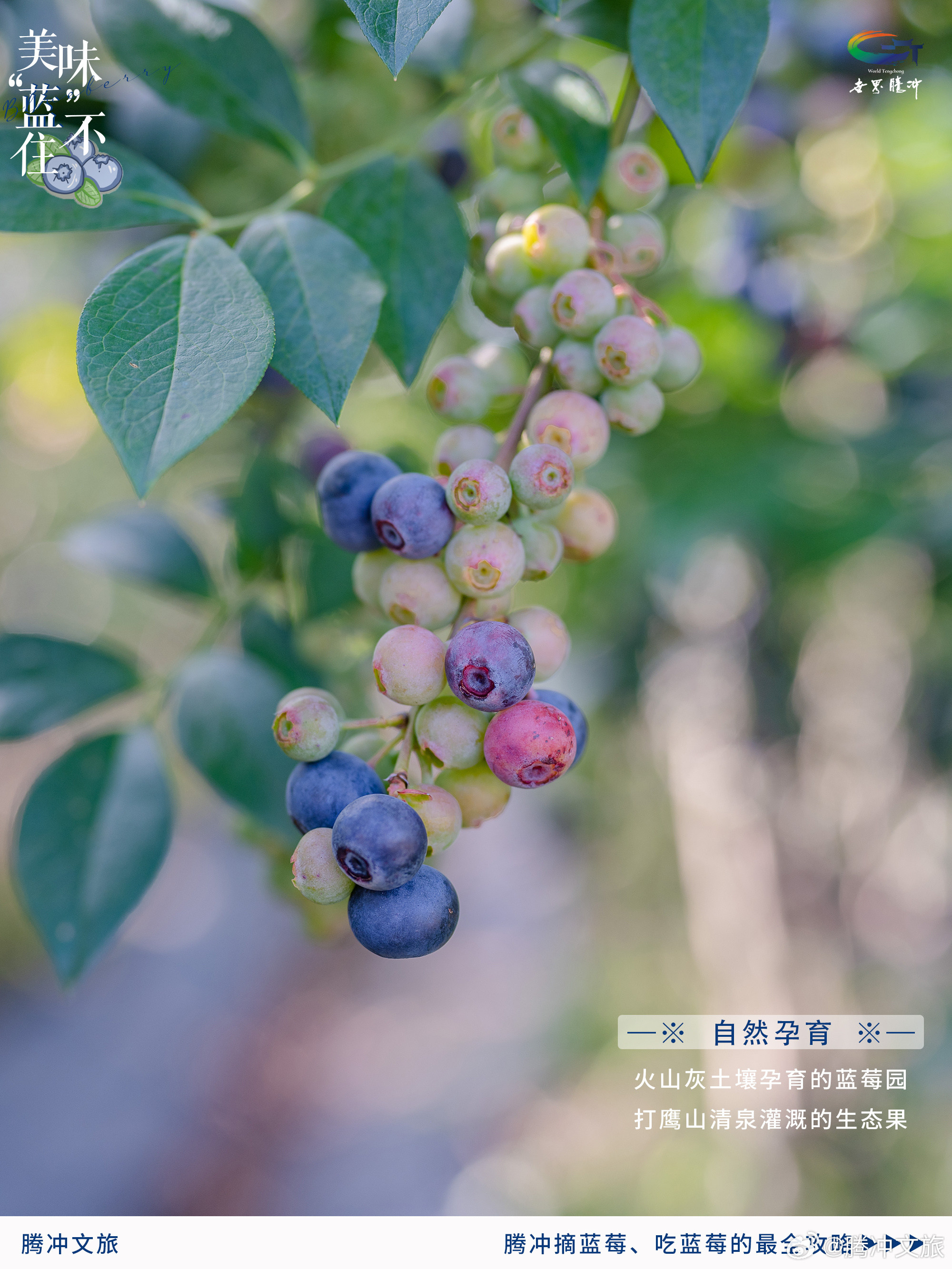 腾冲文旅