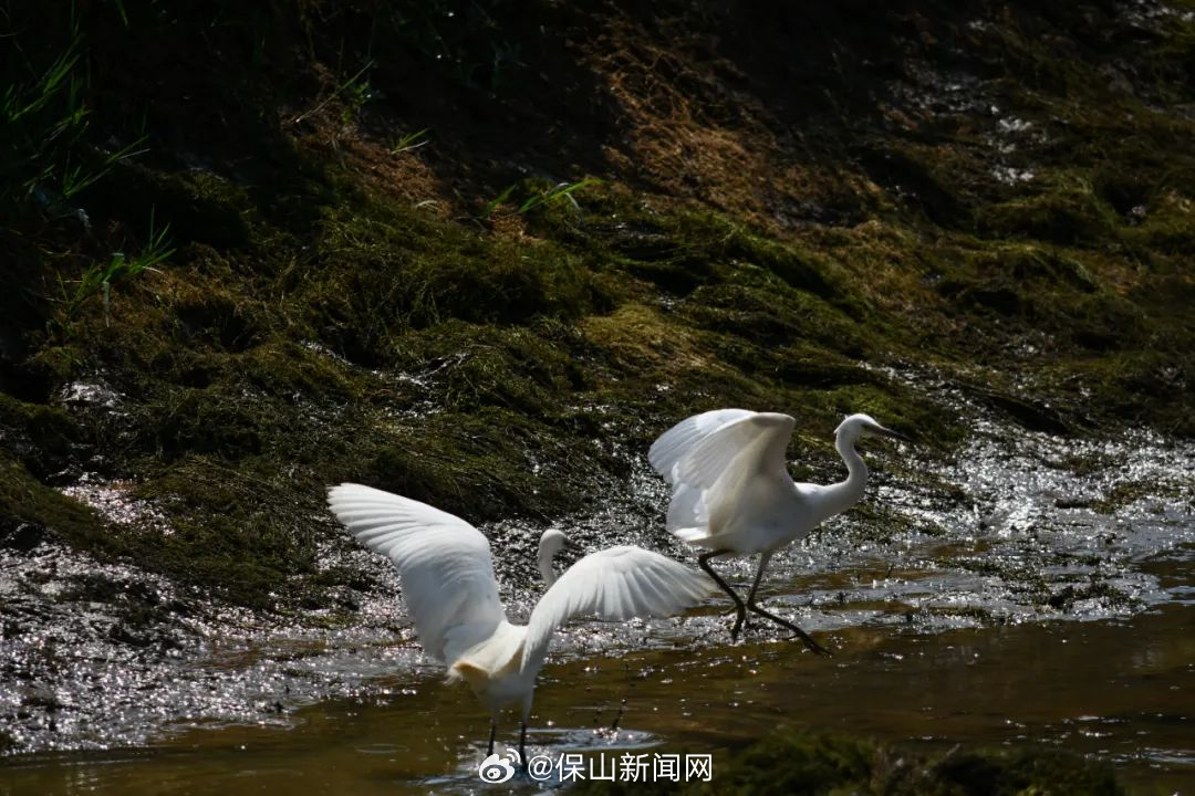 保山新闻网