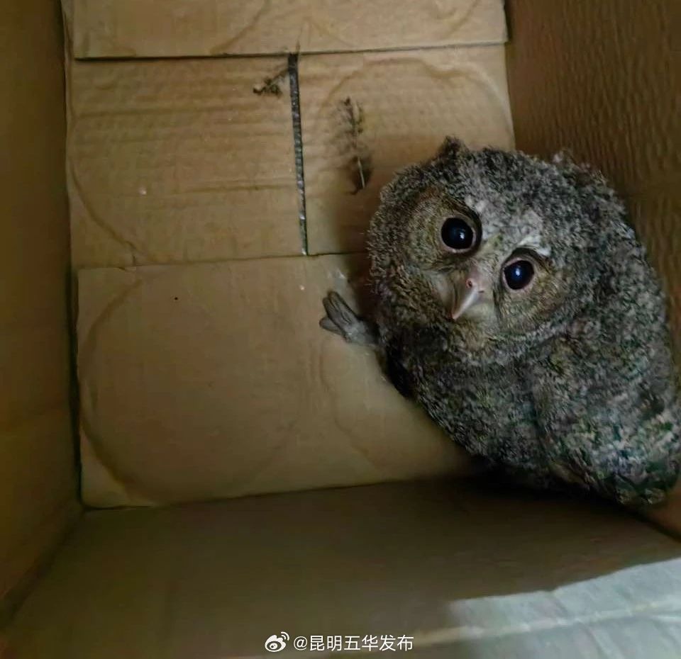 昆明五华发布
