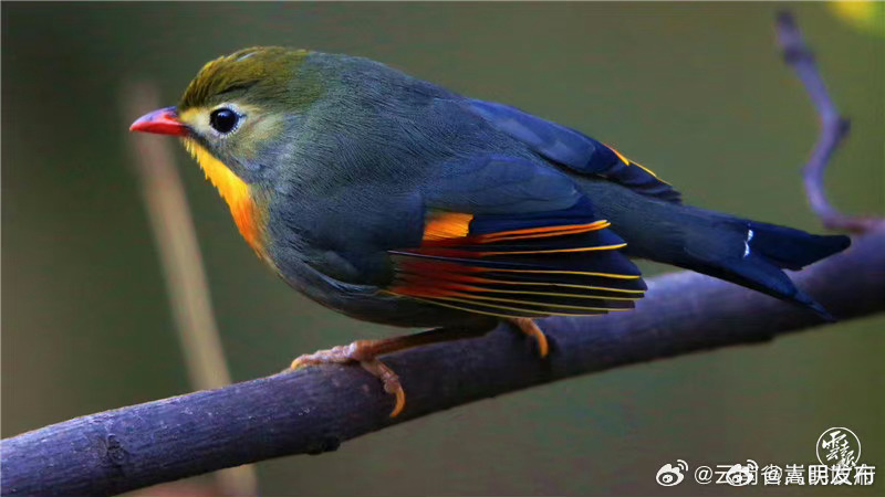 嵩明发布