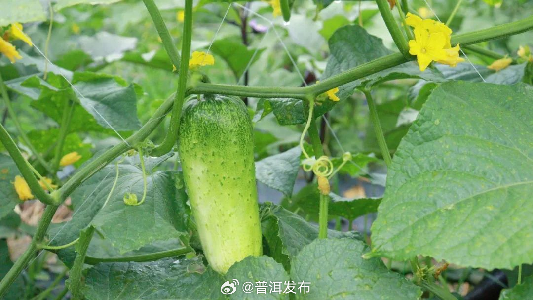 普洱发布