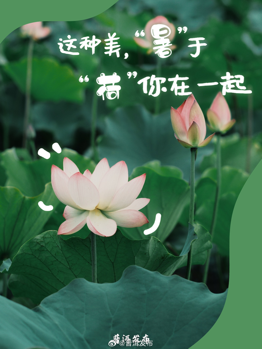 普洱发布