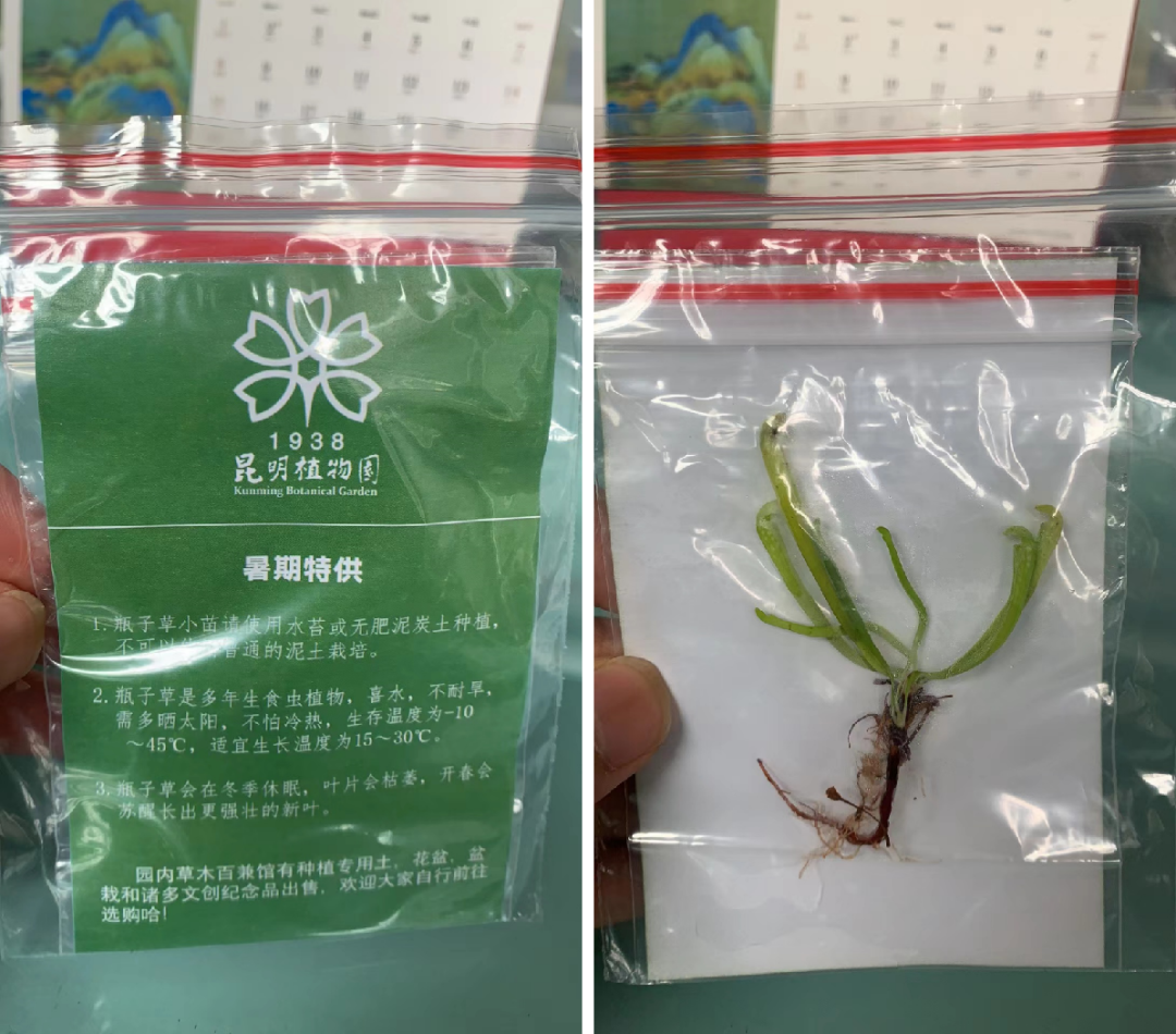 微观盘龙