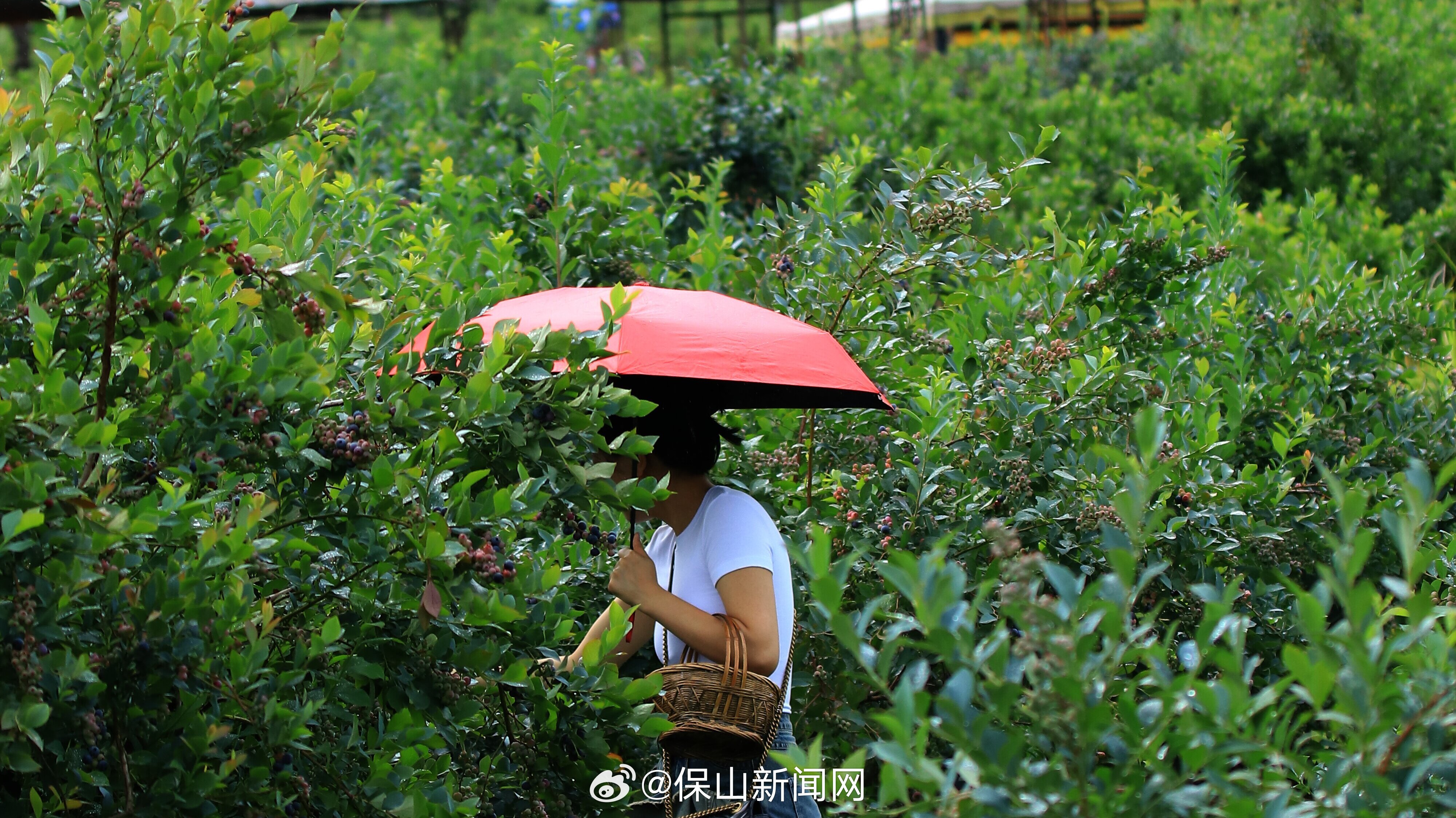保山新闻网